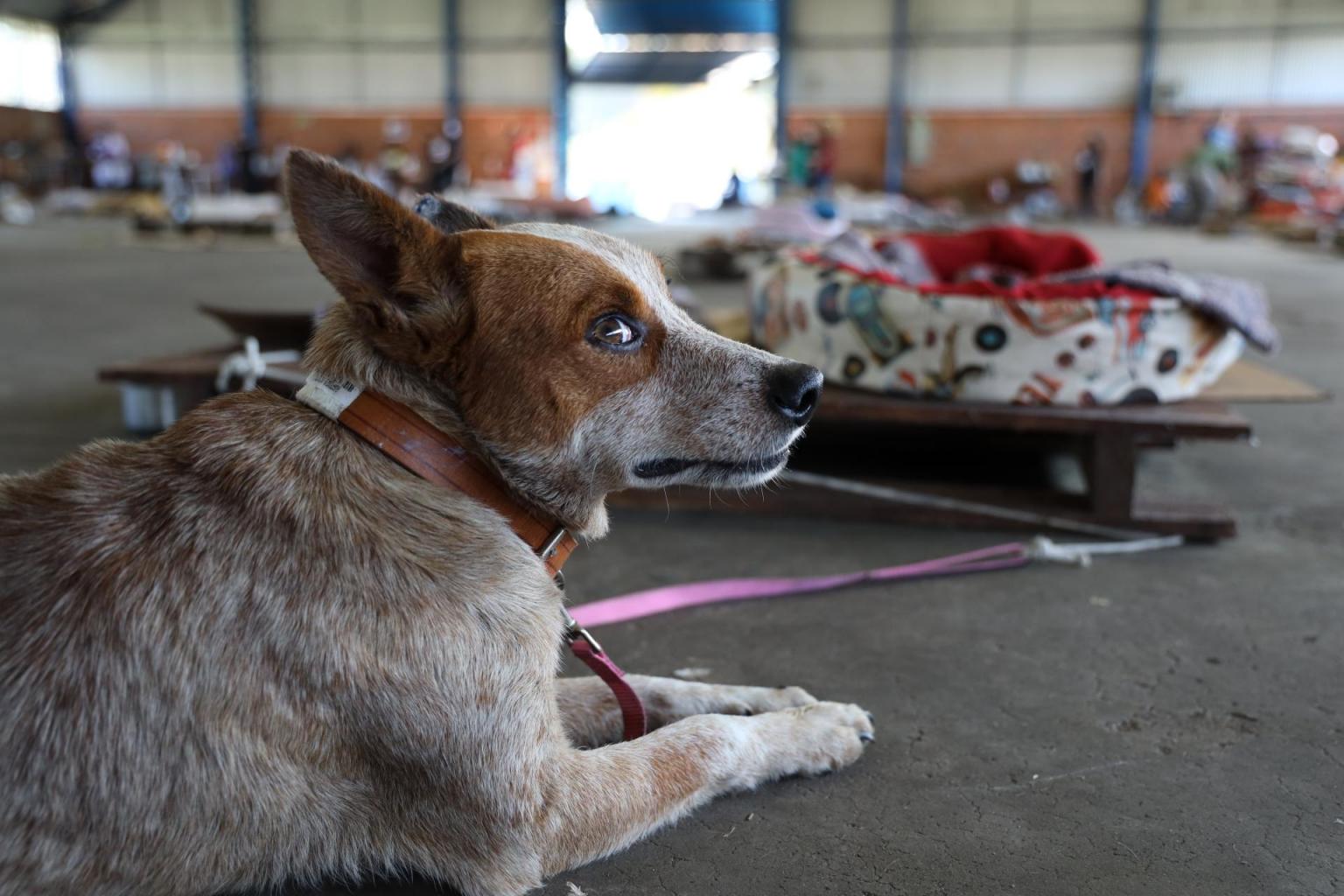 CACHORRO RESGATADO.jpeg